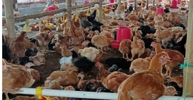 বাবার দেয়া স্বল্প পুঁজি দিয়ে খামার শুরু, সোহাগ এখন বহুজাতীয় পশু-পাখির সফল হোলসেলার