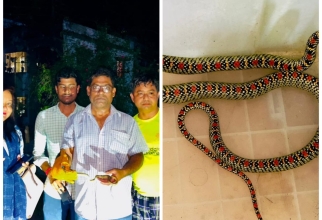 হাসপাতাল কোয়ার্টার থেকে সুন্দরী সাপ কালনাগিনী উদ্ধার