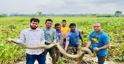 শ্রীমঙ্গলে ধানক্ষেত থেকে বিশাল আকৃতির অজগর উদ্ধার